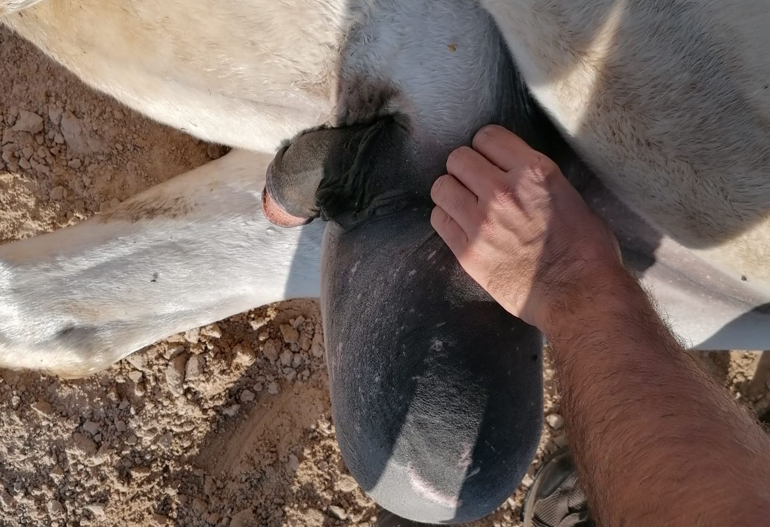 Embriovet Inseminação Artificial