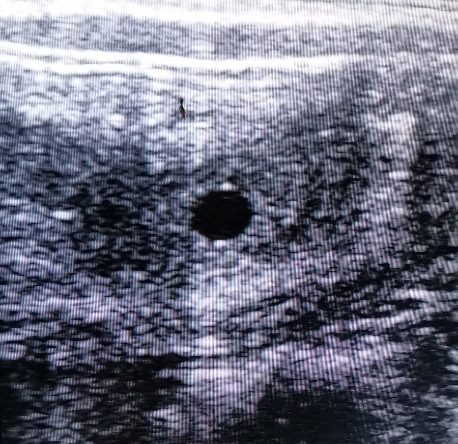 Embriovet Inseminação Artificial