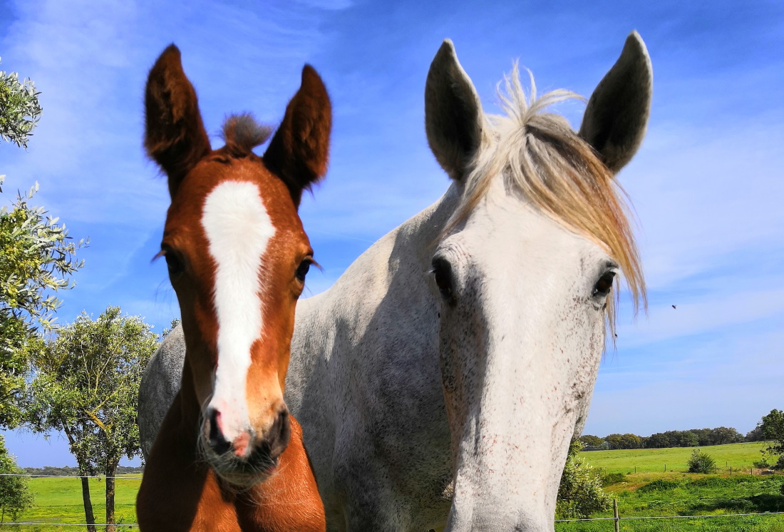 Embriovet Inseminação Artificial