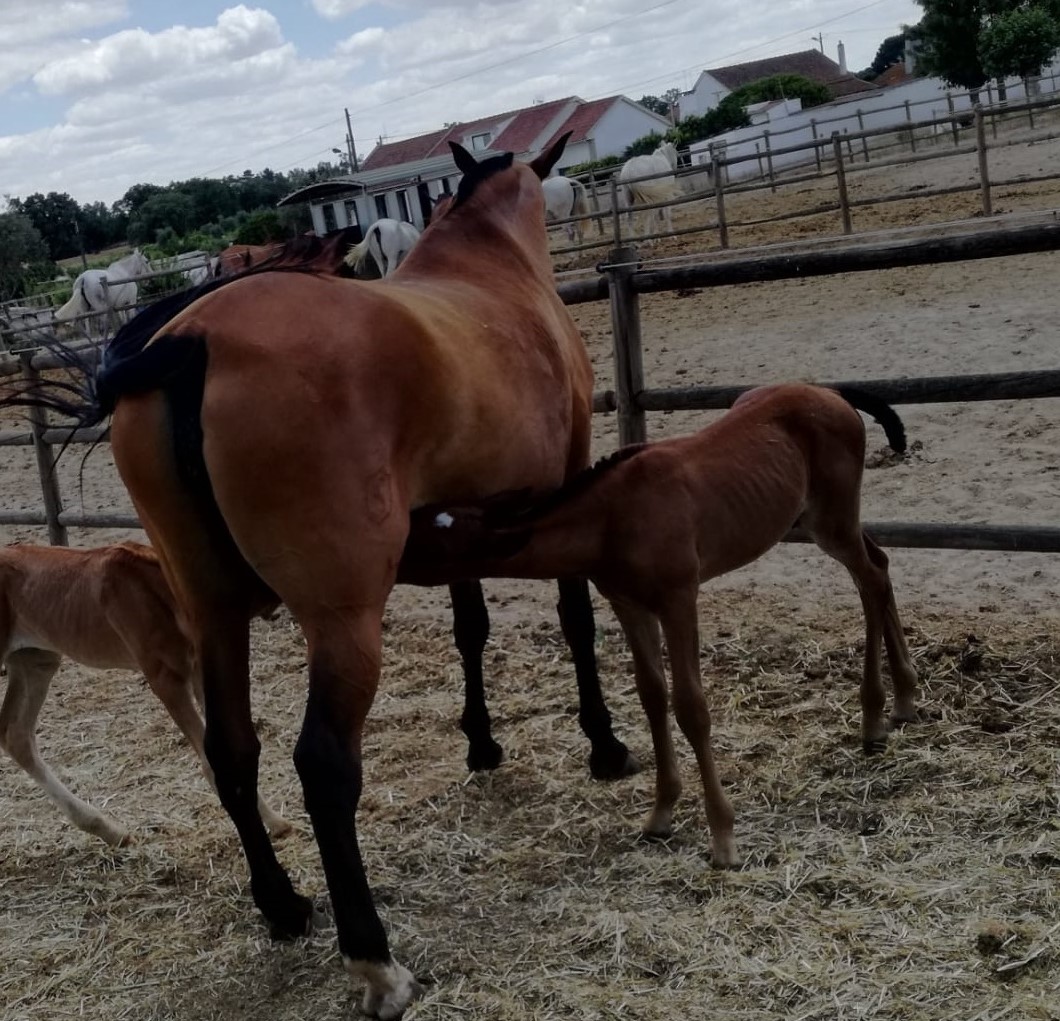 Transferencia de Embriões