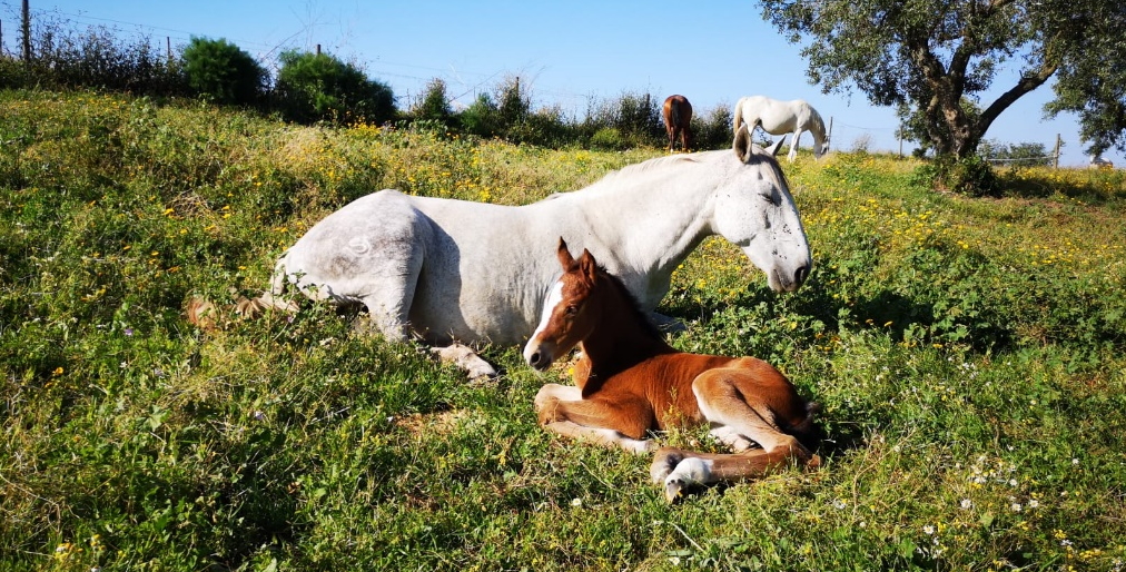 Transferencia de Embriões